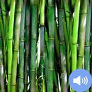Bamboo Sounds and Wallpapers APK