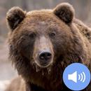 Bear Sounds and Wallpapers aplikacja