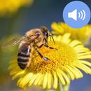 Bee Sounds and Wallpapers APK