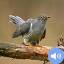Cuckoo Sounds and Wallpapers APK