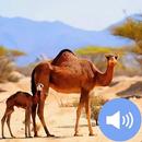 Camel Sounds and Wallpapers APK