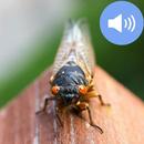 Cicada Sounds and Wallpapers APK
