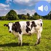 Cow Sounds and Wallpapers