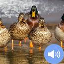Duck Sounds and Wallpapers APK
