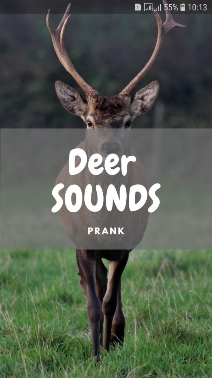Deer Sounds and Wallpapers APK for Android Download