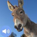 Donkey Sounds and Wallpapers aplikacja