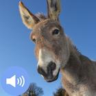Donkey Sounds and Wallpapers icône