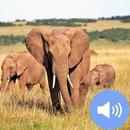 Elephant Sounds and Wallpapers APK