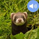 Ferret Sounds and Wallpapers APK
