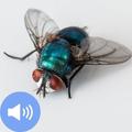Fly Sounds and Wallpapers