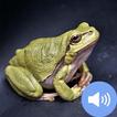 Frog Sounds and Wallpapers
