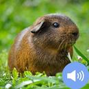 Guinea Pig Sounds and Wallpapers APK