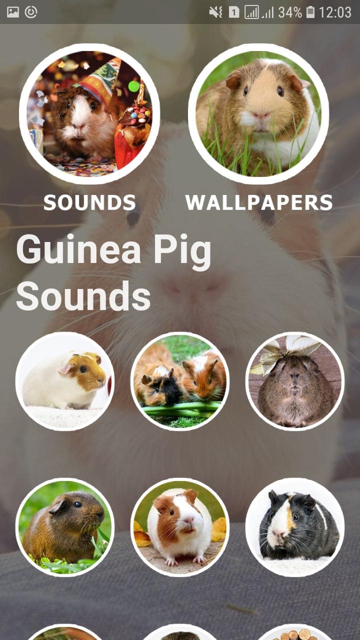 Guinea Pig Sounds and Wallpapers für Android - APK herunterladen