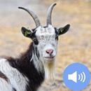 Goat Sounds and Wallpapers APK