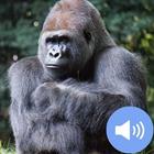 Gorilla Sounds and Wallpapers आइकन