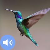 Hummingbird Sounds and Wallpapers icône