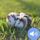 Hamster Sounds and Wallpapers aplikacja