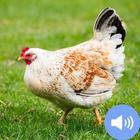 Hen Sound and Wallpapers आइकन