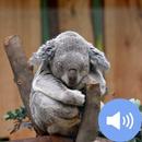 Koala Sounds and Wallpapers APK
