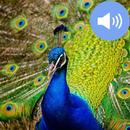 Peacock Sound and Wallpapers APK