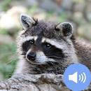 Raccoon Sounds and Wallpapers APK