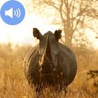 Rhinoceros Sounds Wallpapers icône
