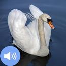 Swan Sounds and Wallpapers APK