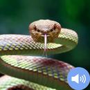 Snake Sounds and Wallpapers APK
