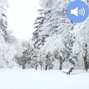Snow Sounds and Wallpapers APK