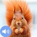 Squirrel Sounds and Wallpapers APK
