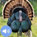Turkey Sounds and Wallpapers APK