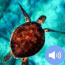 Turtle Sounds and Wallpapers APK