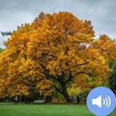 Trees Sounds and Wallpapers APK