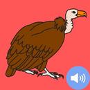 Vulture Sounds and Wallpapers APK