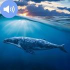 Whale Sounds and Wallpapers icône