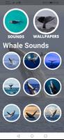 Whale Sounds and Wallpapers capture d'écran 1