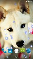 Puppy Live Wallpaper 海報