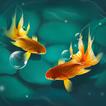 Magic Touch KoiFish Live Wallp