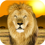 Popar Safari ícone