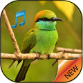 Bird called ringtone