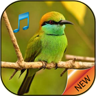 ikon Bird disebut ringtone