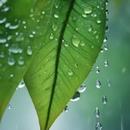 wallpaper water drop rain APK