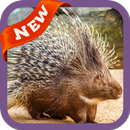 Porcupine Wallpaper APK