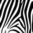 Zebra One Gallery - Contemporary Art For Sale