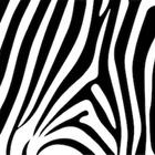 Zebra One Gallery - Contemporary Art For Sale icon