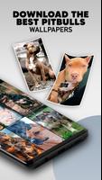 Pitbull Dog Wallpapers - Pitbull Wallpaper Puppies screenshot 1