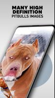 Pitbull Dog Wallpapers - Pitbull Wallpaper Puppies screenshot 3