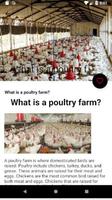 Poultry Farming - Chicken Farm - Chicken Egg Farm تصوير الشاشة 1