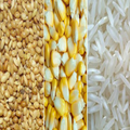 Low Cost Poultry Chicken Feed 