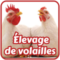 Élevage de volailles